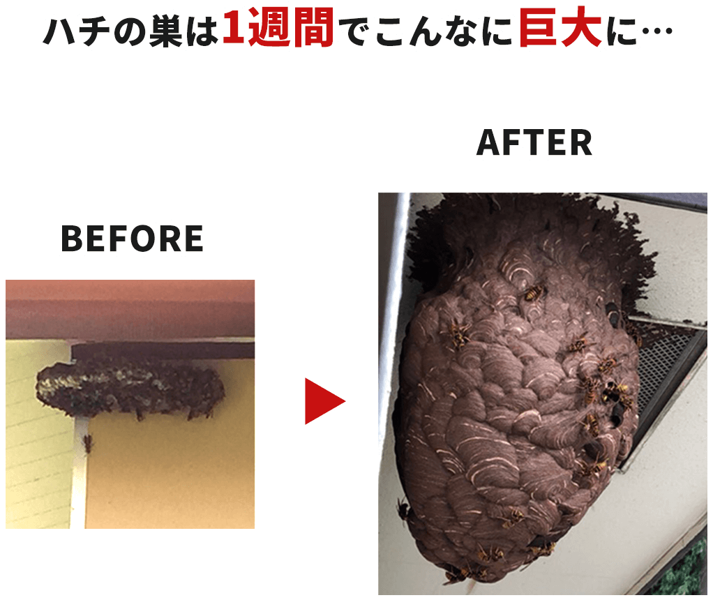 ハチの巣は1週間でこんなに巨大に…
